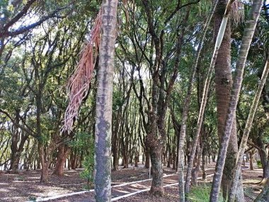 Chico Mendes Green Space, So Caetano do Sul (SP) şehrinde bulunan ve ABC bölgesinde bulunan bir parktır..
