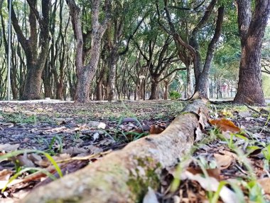 Chico Mendes Green Space, So Caetano do Sul (SP) şehrinde bulunan ve ABC bölgesinde bulunan bir parktır..
