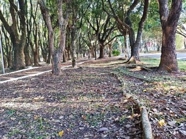 Chico Mendes Green Space, So Caetano do Sul (SP) şehrinde bulunan ve ABC bölgesinde bulunan bir parktır..
