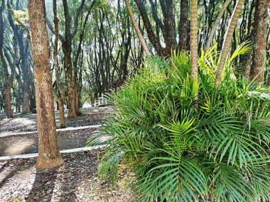 Chico Mendes Green Space, So Caetano do Sul (SP) şehrinde bulunan ve ABC bölgesinde bulunan bir parktır..