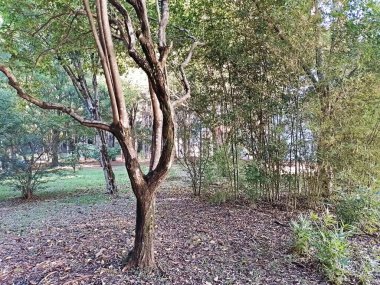 Chico Mendes Green Space, So Caetano do Sul (SP) şehrinde bulunan ve ABC bölgesinde bulunan bir parktır..