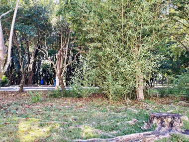 Chico Mendes Green Space, So Caetano do Sul (SP) şehrinde bulunan ve ABC bölgesinde bulunan bir parktır..