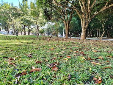 Chico Mendes Green Space, So Caetano do Sul (SP) şehrinde bulunan ve ABC bölgesinde bulunan bir parktır..