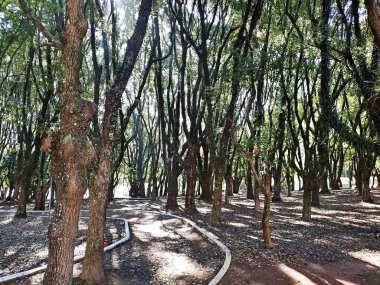 Chico Mendes Green Space, So Caetano do Sul (SP) şehrinde bulunan ve ABC bölgesinde bulunan bir parktır..