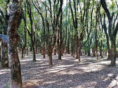 Chico Mendes Green Space, So Caetano do Sul (SP) şehrinde bulunan ve ABC bölgesinde bulunan bir parktır..