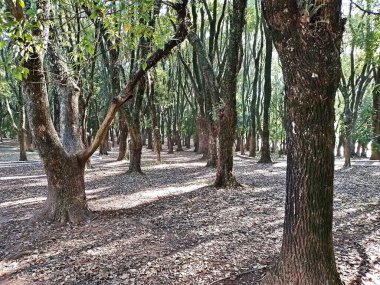 Chico Mendes Green Space, So Caetano do Sul (SP) şehrinde bulunan ve ABC bölgesinde bulunan bir parktır..