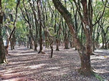 Chico Mendes Green Space, So Caetano do Sul (SP) şehrinde bulunan ve ABC bölgesinde bulunan bir parktır..