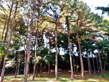 Chico Mendes Green Space, So Caetano do Sul (SP) şehrinde bulunan ve ABC bölgesinde bulunan bir parktır..
