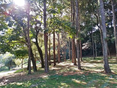 Chico Mendes Green Space, So Caetano do Sul (SP) şehrinde bulunan ve ABC bölgesinde bulunan bir parktır..