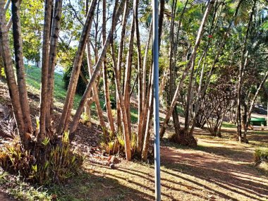 Chico Mendes Green Space, So Caetano do Sul (SP) şehrinde bulunan ve ABC bölgesinde bulunan bir parktır..