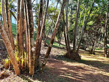 Chico Mendes Green Space, So Caetano do Sul (SP) şehrinde bulunan ve ABC bölgesinde bulunan bir parktır..
