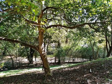 Chico Mendes Green Space, So Caetano do Sul (SP) şehrinde bulunan ve ABC bölgesinde bulunan bir parktır..