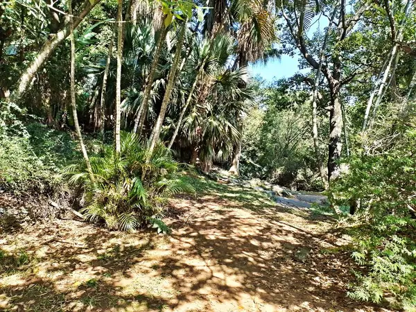 Chico Mendes Green Space, So Caetano do Sul (SP) şehrinde bulunan ve ABC bölgesinde bulunan bir parktır..