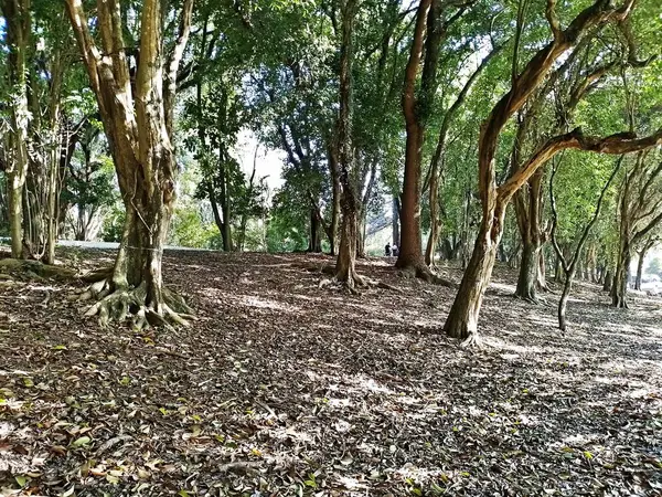 Chico Mendes Green Space, So Caetano do Sul (SP) şehrinde bulunan ve ABC bölgesinde bulunan bir parktır..