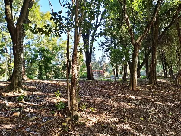 Chico Mendes Green Space, So Caetano do Sul (SP) şehrinde bulunan ve ABC bölgesinde bulunan bir parktır..