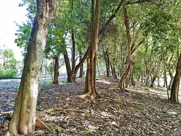 Chico Mendes Green Space, So Caetano do Sul (SP) şehrinde bulunan ve ABC bölgesinde bulunan bir parktır..