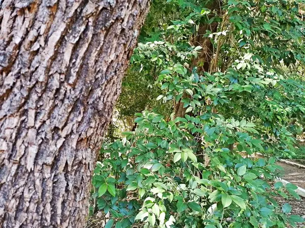 Chico Mendes Green Space, So Caetano do Sul (SP) şehrinde bulunan ve ABC bölgesinde bulunan bir parktır..