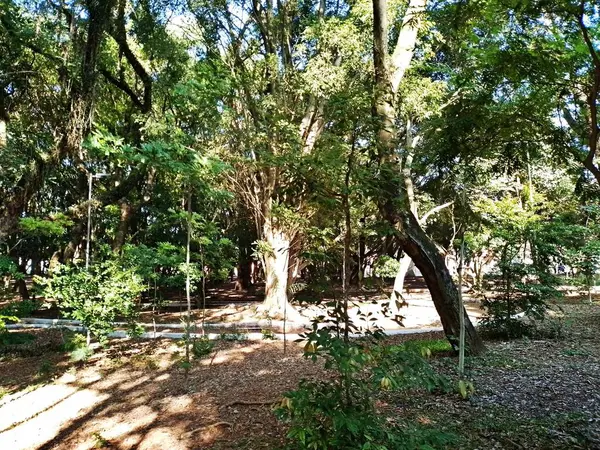 Chico Mendes Green Space, So Caetano do Sul (SP) şehrinde bulunan ve ABC bölgesinde bulunan bir parktır..