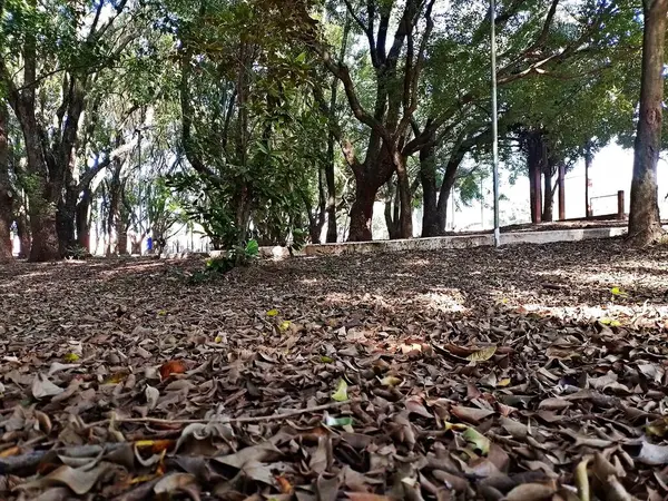 Chico Mendes Green Space, So Caetano do Sul (SP) şehrinde bulunan ve ABC bölgesinde bulunan bir parktır..
