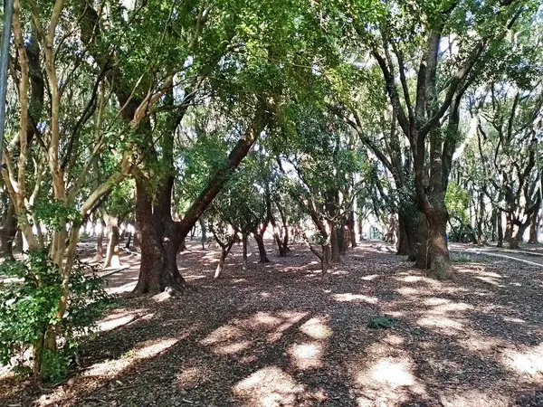 Chico Mendes Green Space, So Caetano do Sul (SP) şehrinde bulunan ve ABC bölgesinde bulunan bir parktır..