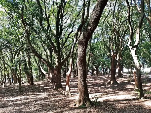 Chico Mendes Green Space, So Caetano do Sul (SP) şehrinde bulunan ve ABC bölgesinde bulunan bir parktır..
