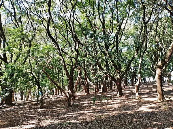 Chico Mendes Green Space, So Caetano do Sul (SP) şehrinde bulunan ve ABC bölgesinde bulunan bir parktır..