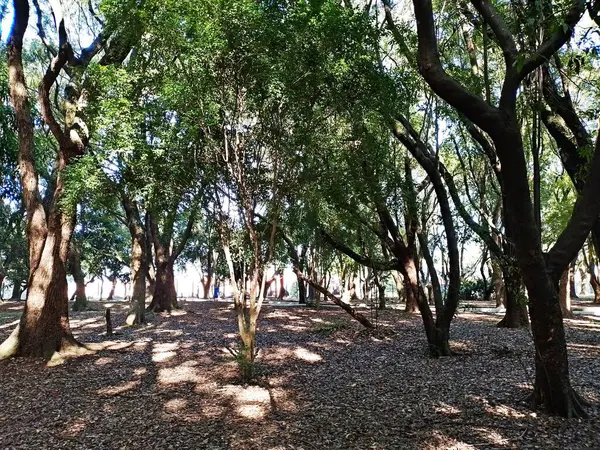 Chico Mendes Green Space, So Caetano do Sul (SP) şehrinde bulunan ve ABC bölgesinde bulunan bir parktır..