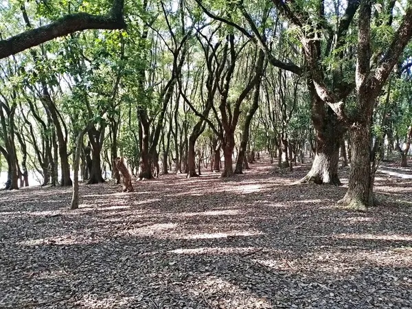 Chico Mendes Green Space, So Caetano do Sul (SP) şehrinde bulunan ve ABC bölgesinde bulunan bir parktır..