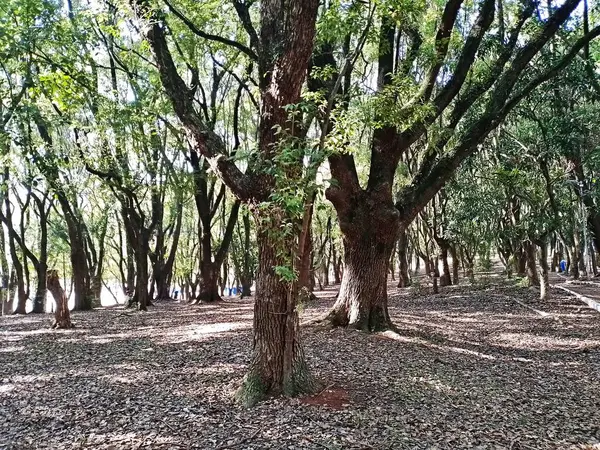 Chico Mendes Green Space, So Caetano do Sul (SP) şehrinde bulunan ve ABC bölgesinde bulunan bir parktır..