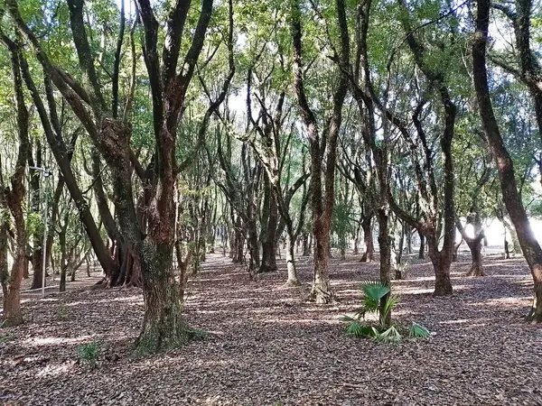 Chico Mendes Green Space, So Caetano do Sul (SP) şehrinde bulunan ve ABC bölgesinde bulunan bir parktır..