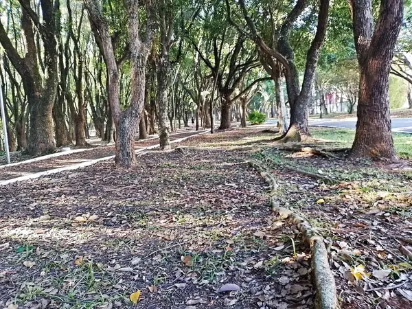 Chico Mendes Green Space, So Caetano do Sul (SP) şehrinde bulunan ve ABC bölgesinde bulunan bir parktır..