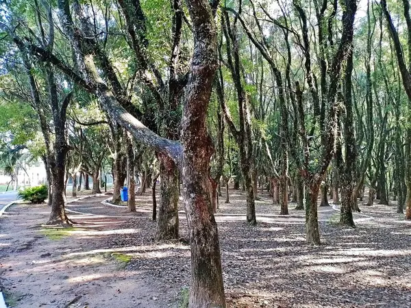 Chico Mendes Green Space, So Caetano do Sul (SP) şehrinde bulunan ve ABC bölgesinde bulunan bir parktır..