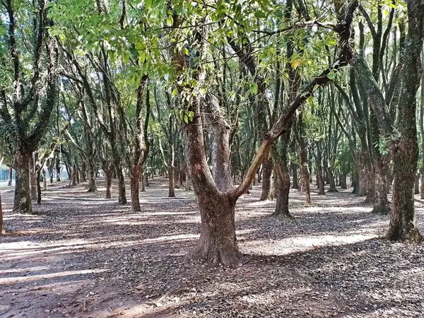 Chico Mendes Green Space, So Caetano do Sul (SP) şehrinde bulunan ve ABC bölgesinde bulunan bir parktır..