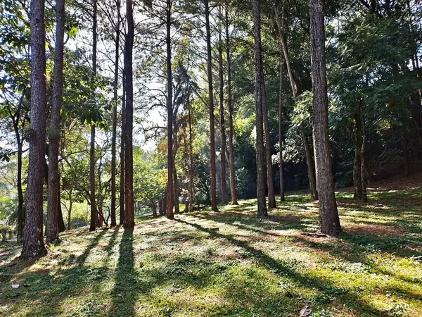 Chico Mendes Green Space, So Caetano do Sul (SP) şehrinde bulunan ve ABC bölgesinde bulunan bir parktır..