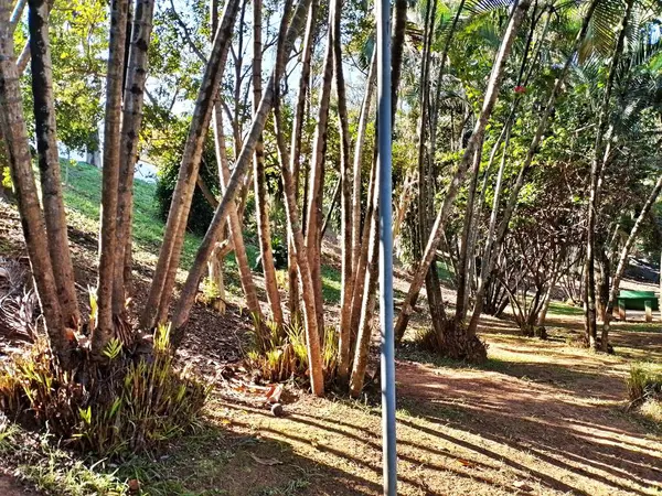 Chico Mendes Green Space, So Caetano do Sul (SP) şehrinde bulunan ve ABC bölgesinde bulunan bir parktır..