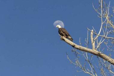Kel bir kartal, yapraksız bir ağaç dalına tünemiş, açık mavi bir gökyüzü ve arka planda ay var..