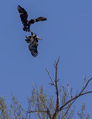 İki kel kartal, açık mavi gökyüzüne karşı bir ağacın üzerinde havadan takla atıyor..