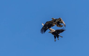 İki ba; d kartallar açık mavi gökyüzünde süzülüyor, kanatları geniş, görkemli uçuşlarını ve doğal zarafetlerini sergiliyorlar.