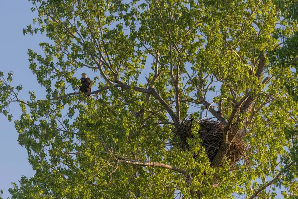 Görkemli bir kel kartal, canlı yeşil yapraklarla çevrili, büyük yuvasının yakınındaki bir dala tünemiş. Sahne, kartalın doğal ortamını huzurlu bir ortamda göstererek doğanın güzelliğini yakalar..