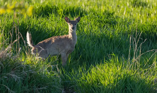 Bir geyik, yemyeşil yemyeşil çimlerle çevrili güneşli bir çayırda tetikte durur..
