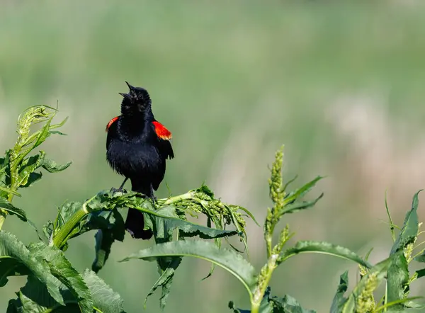 Yeşil yaprakların üzerine tünemiş kırmızı bantlı siyah bir kuş ötüyor.