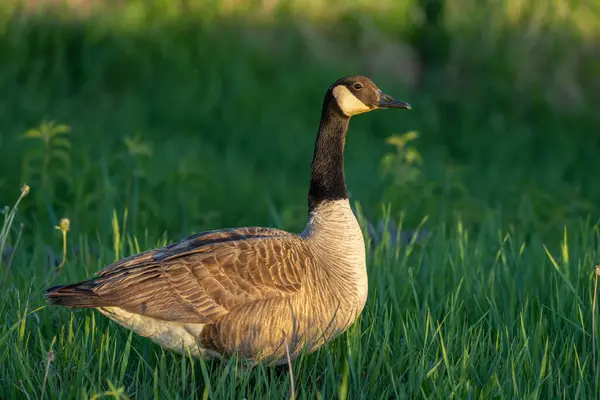 Kanadalı bir kaz, yemyeşil bir tarlada zarif bir şekilde duruyor, kahverengi ve beyaz tüyleriyle kendine özgü siyah kafasını ve boynunu sergiliyor..