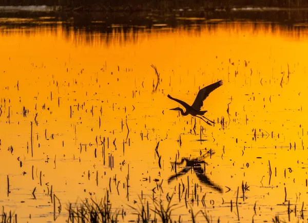 Suyun yüzeyinde yansımaları olan, altın bir günbatımında, sakin bir sulak arazide uçan bir kuşun silüeti..