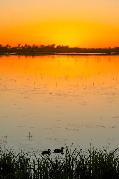 Huzurlu bir gölün üzerinde sakin bir günbatımı. Ön planda iki ördek yüzüyor. Sazlıklarla çevrili ve parlak turuncu gökyüzünü yansıtıyor..
