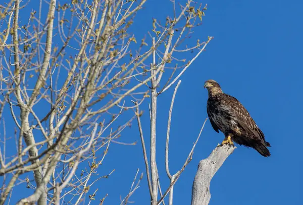 Görkemli bir kel kartal, açık mavi gökyüzüne karşı çıplak bir ağaç dalına tünemiş..