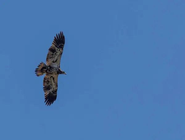 Görkemli bir kel kartal açık mavi gökyüzüne doğru süzülür etkileyici kanat açıklığını ve ayrıntılı tüylerini gösterir..