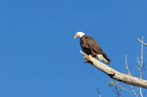 Çıplak bir ağaç dalına tünemiş kel bir kartal açık mavi gökyüzüne karşı.