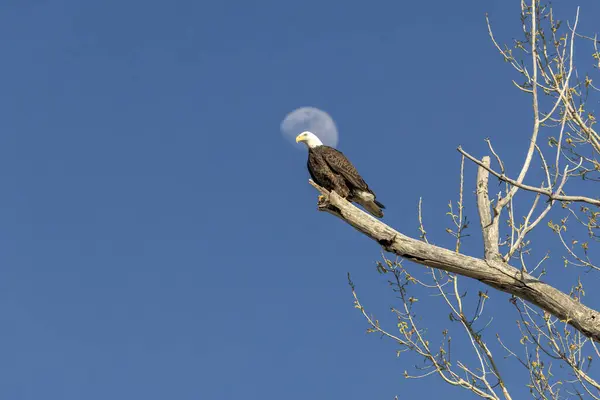 Kel bir kartal, yapraksız bir ağaç dalına tünemiş, açık mavi bir gökyüzü ve arka planda ay var..