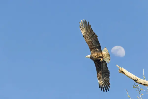 Kel bir kartal açık mavi gökyüzüne doğru süzülür ve arka planda ay görünür..
