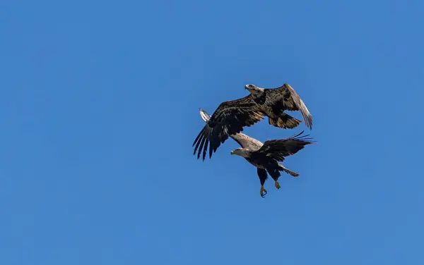 İki ba; d kartallar açık mavi gökyüzünde süzülüyor, kanatları geniş, görkemli uçuşlarını ve doğal zarafetlerini sergiliyorlar.